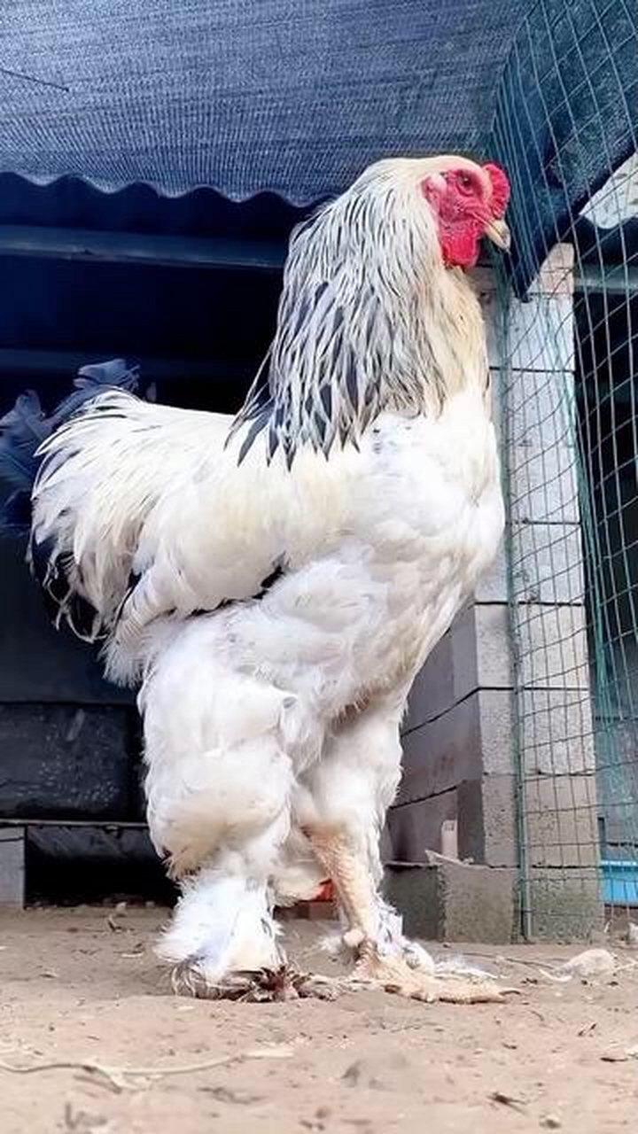 它就是传说中的婆罗门鸡,又叫梵天鸡,最大可以长到三十斤,头昂起来有