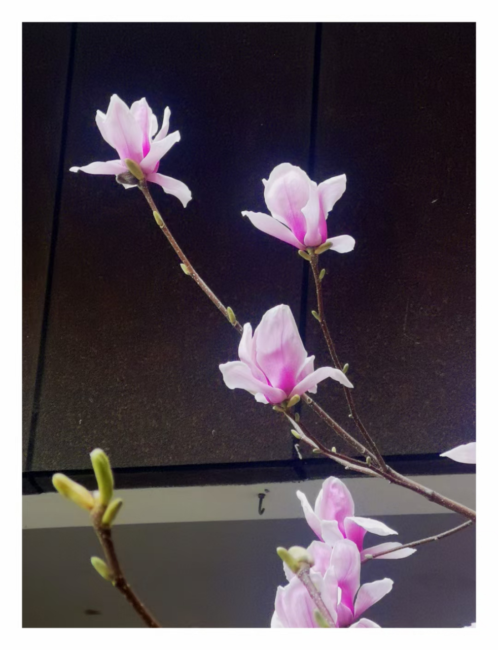 二乔木兰,名字让人想起"铜雀春深锁二乔",它是白玉兰和紫玉兰杂交而成
