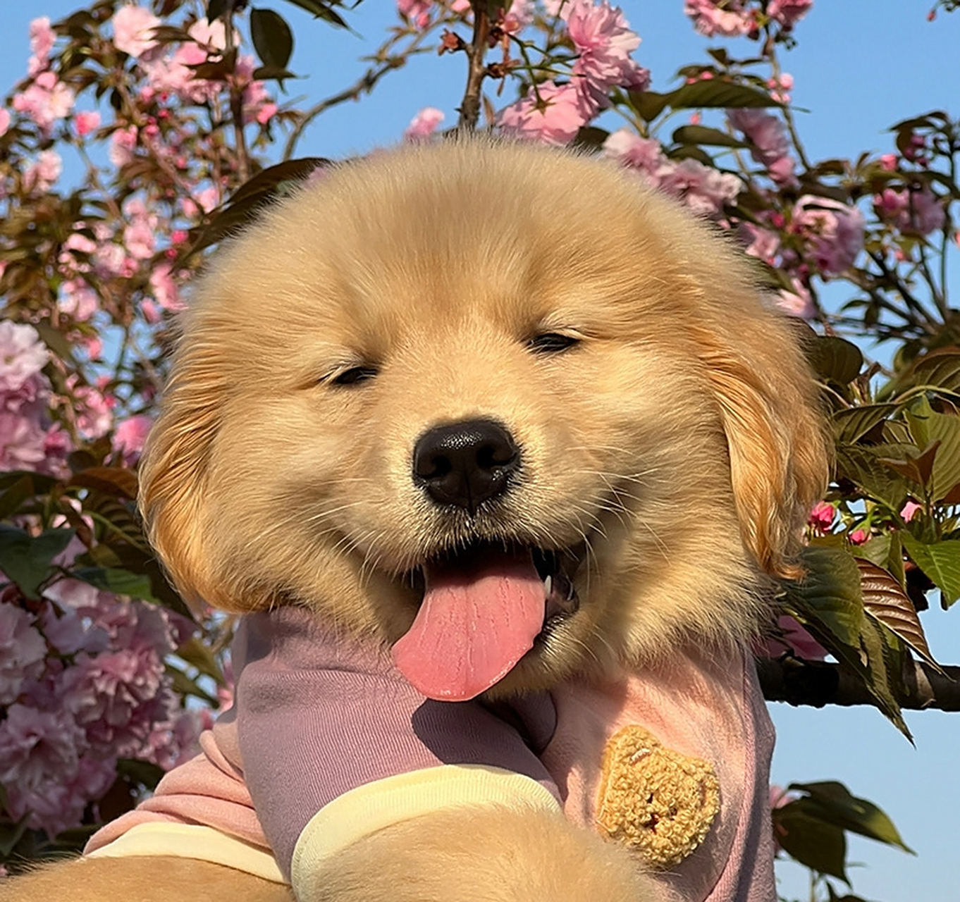 笨蛋毛茸茸小狗头像 676767