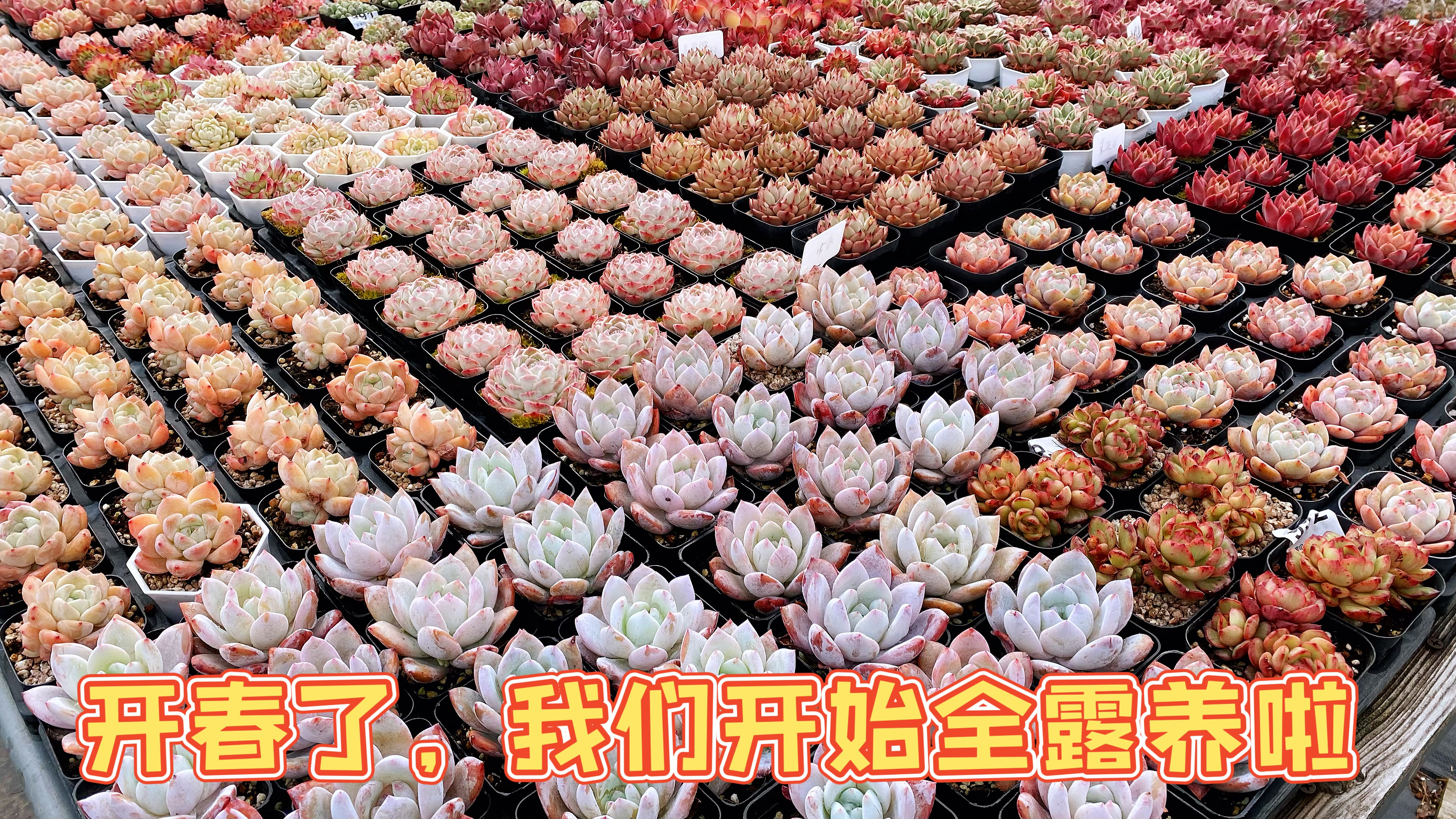 好久不见,开春了,多肉开始露养啦,我也开始更新视频了