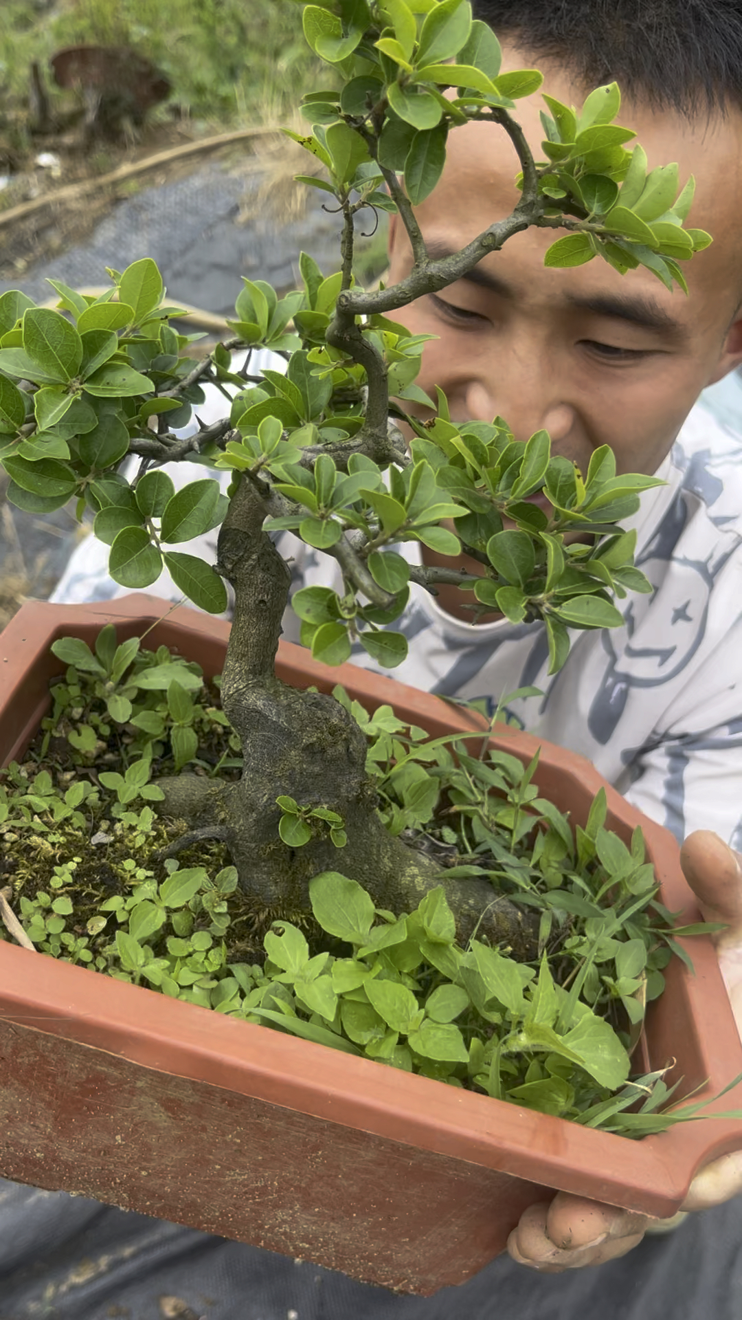 金弹子矮霸独杆造型图片