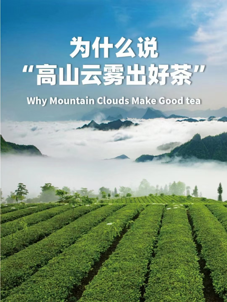 98 为什么说高山云雾出好茶,  看完以下的介绍你就懂了.