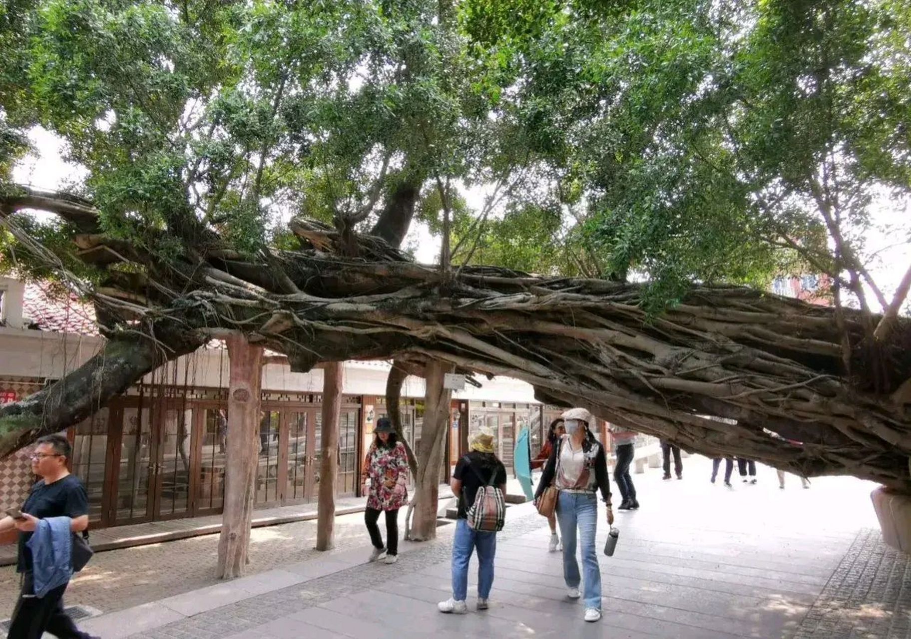 厦门鼓浪屿,2016年莫兰蒂台风给鼓浪屿的细叶榕带来大量的倒伏现象