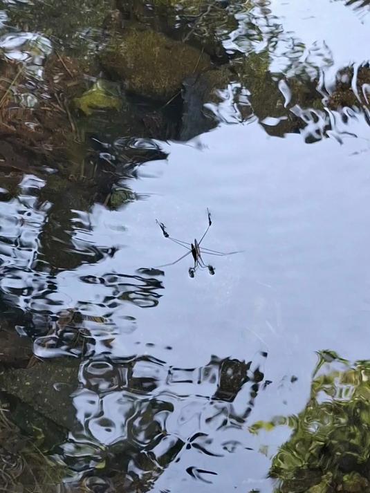 能在水面行走的昆虫