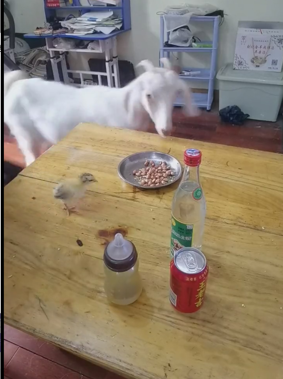 盘点那些令人发笑的图片:我都在开导你了,希望你不要恩将仇报!