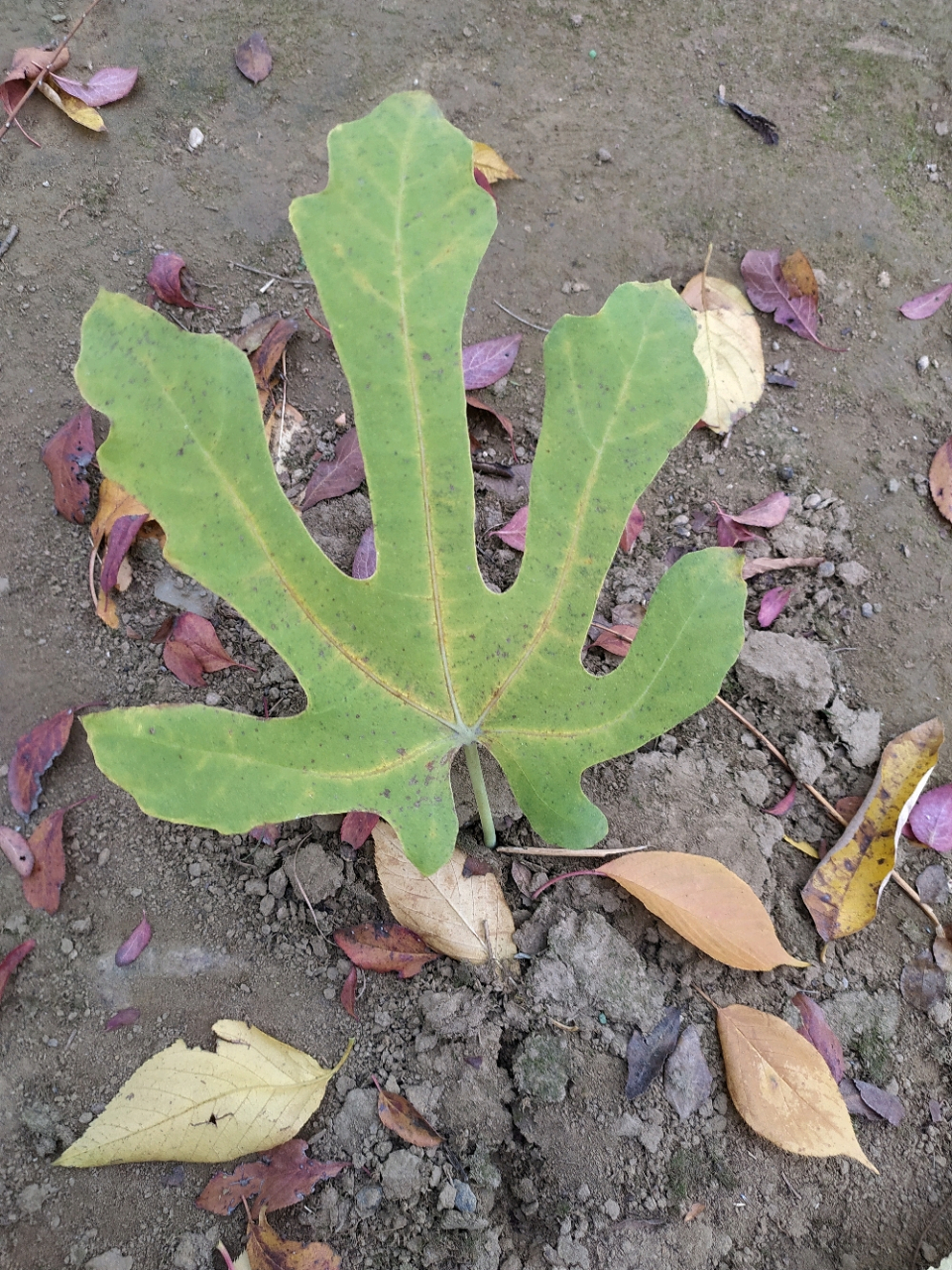 收集到三种像手掌的树叶. 第一种起名叫如来神掌.