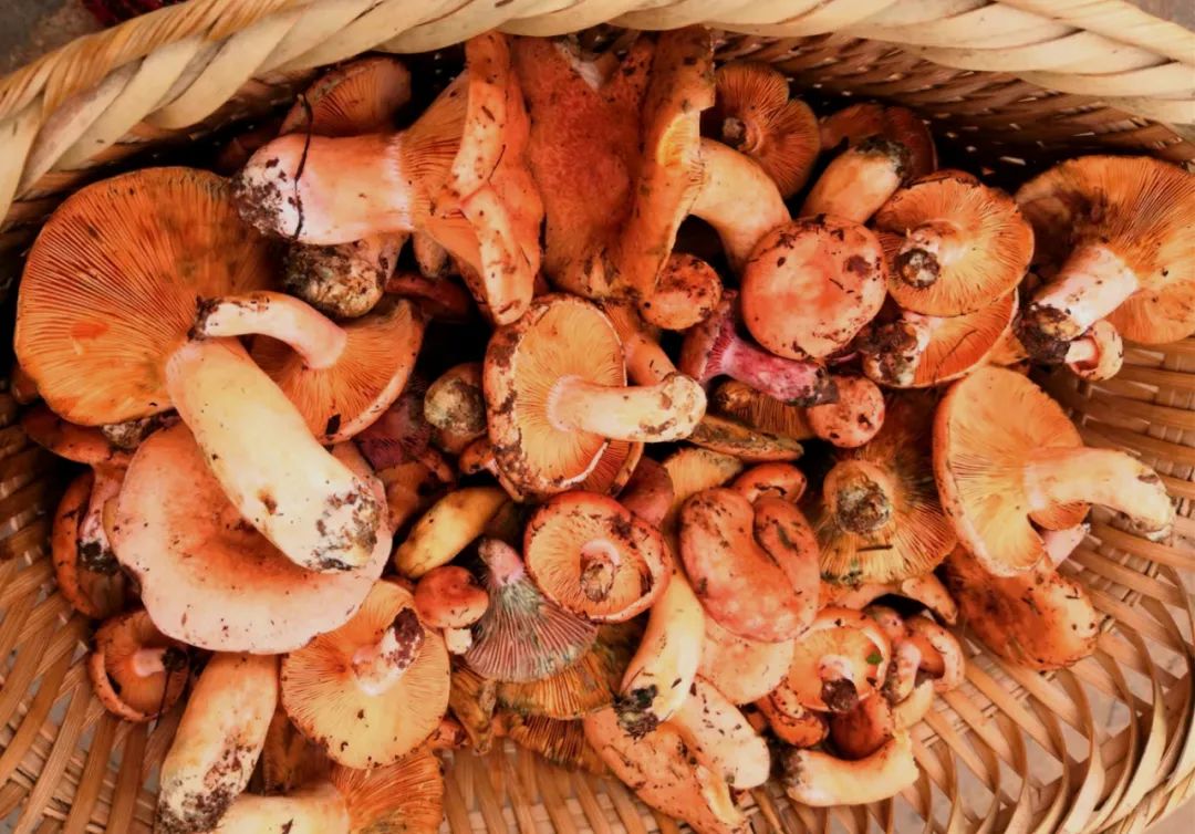 深秋时节,楚雄大黄菌陆续破土而出,小伙伴们可以相约上山捡菌啦