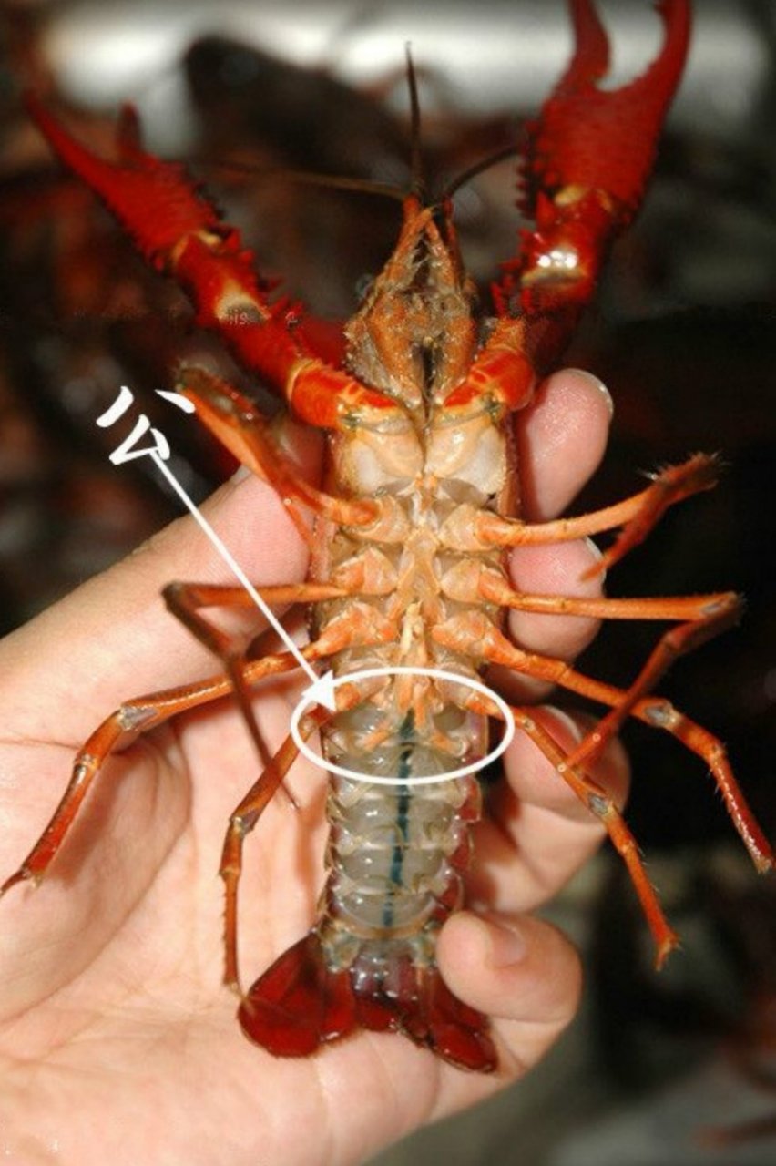 如何区分小龙虾的"公母"?