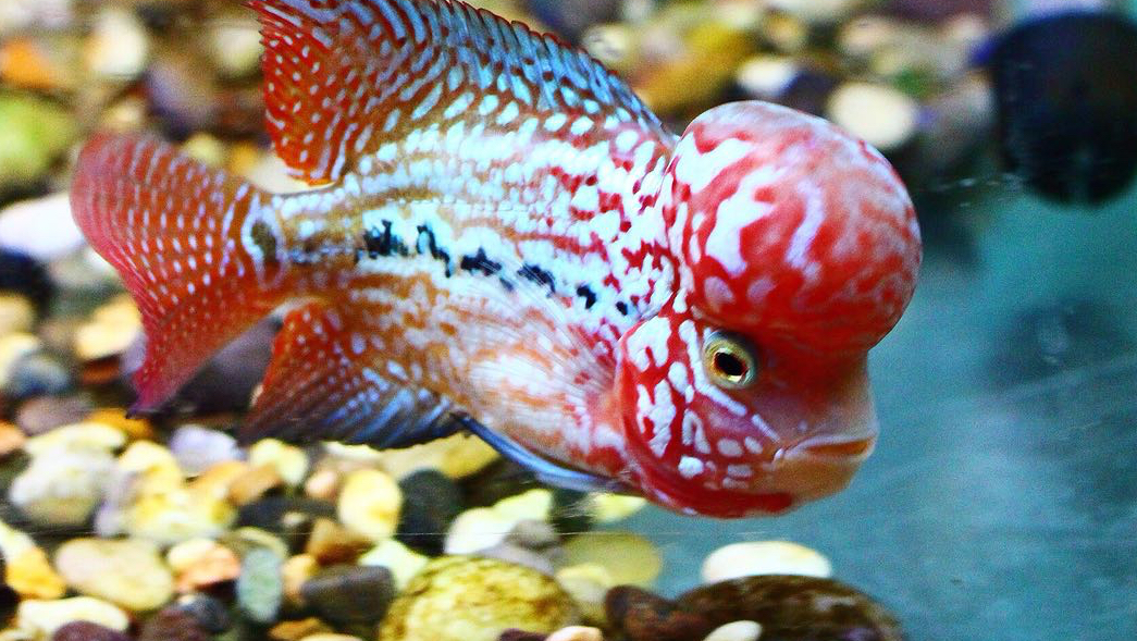 罗汉鱼苗金花火凤