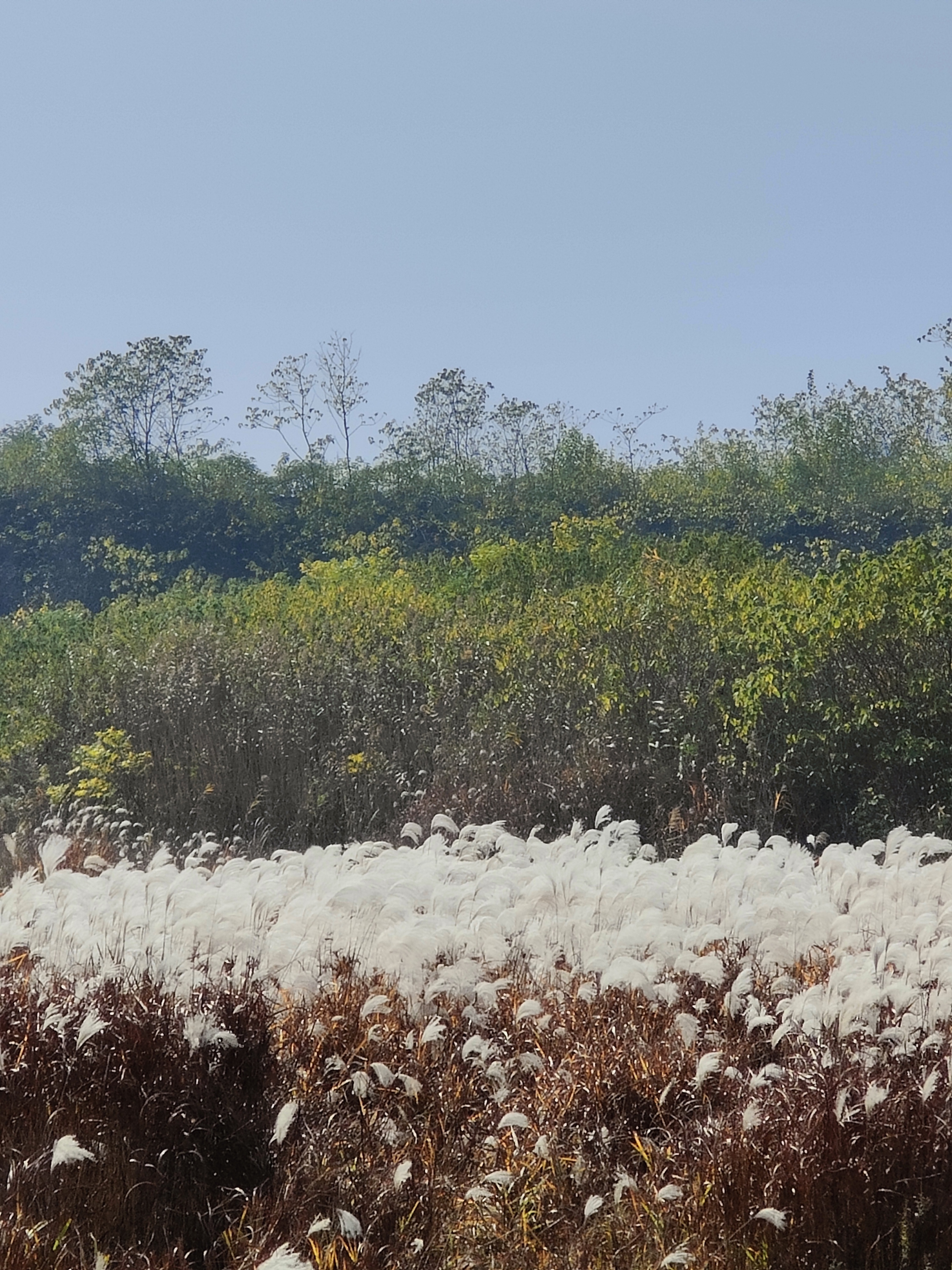 六合竹鎮楓彩漫城周邊的美景