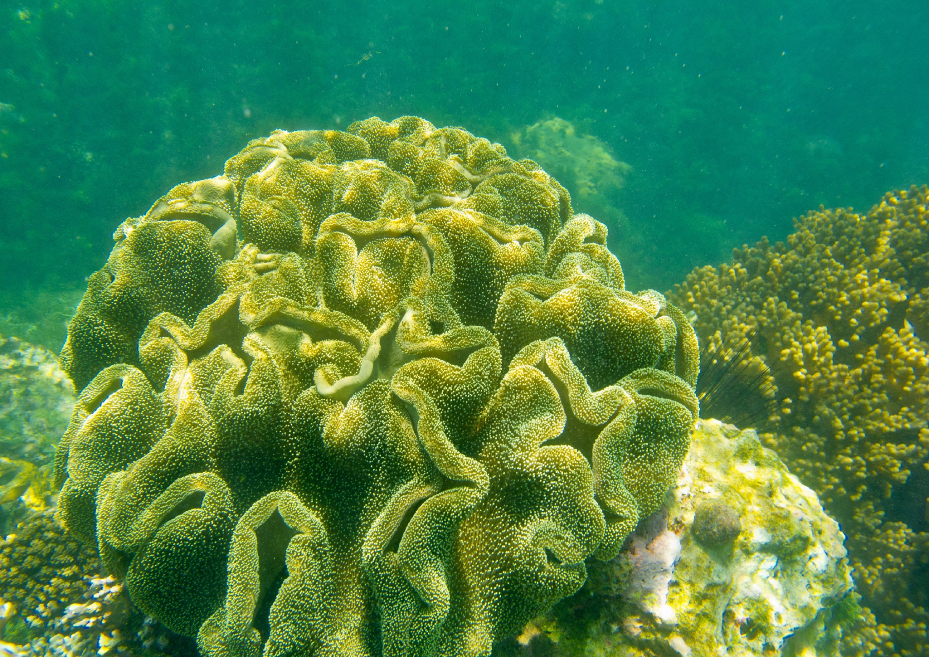 三亚【海底珊瑚】色彩斑斓,形状各异的珊瑚群中,鱼儿自由自在地穿梭