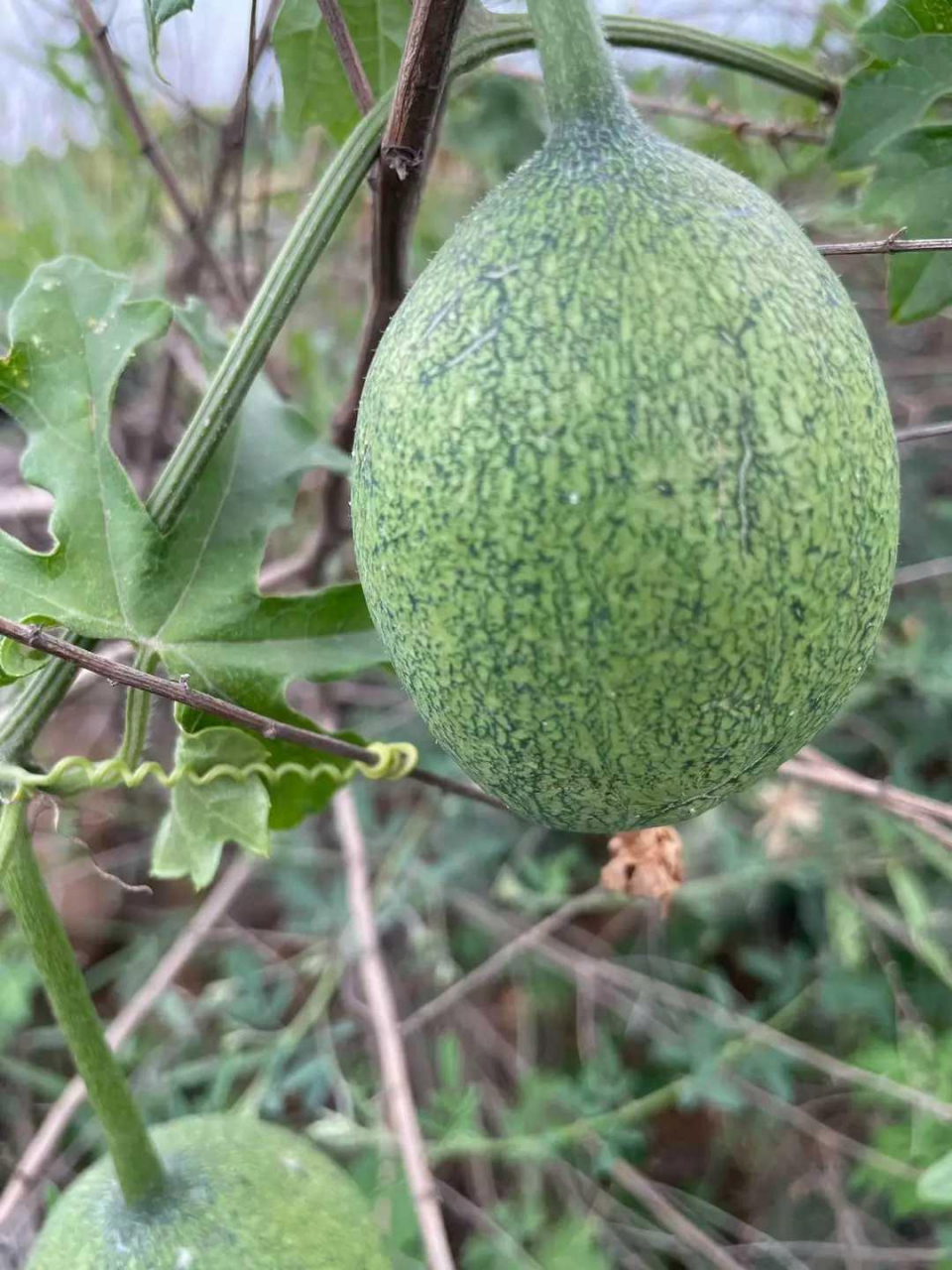 东南西北瓜,何瓜?真不认识它[滑稽]