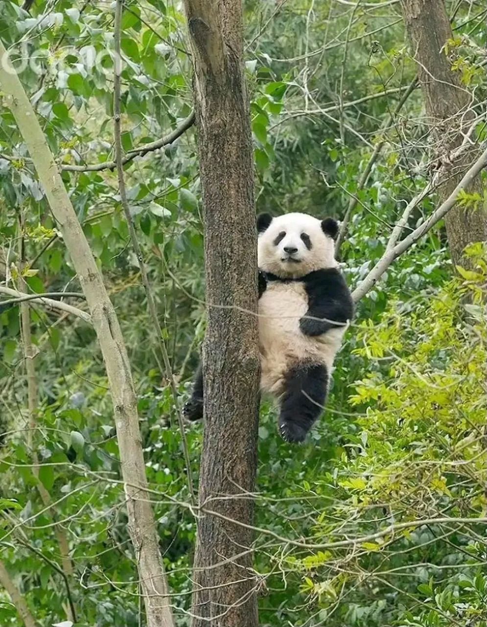 大熊貓# 花花這個樹枝好像快承受不住了,要不咱換一個坐?