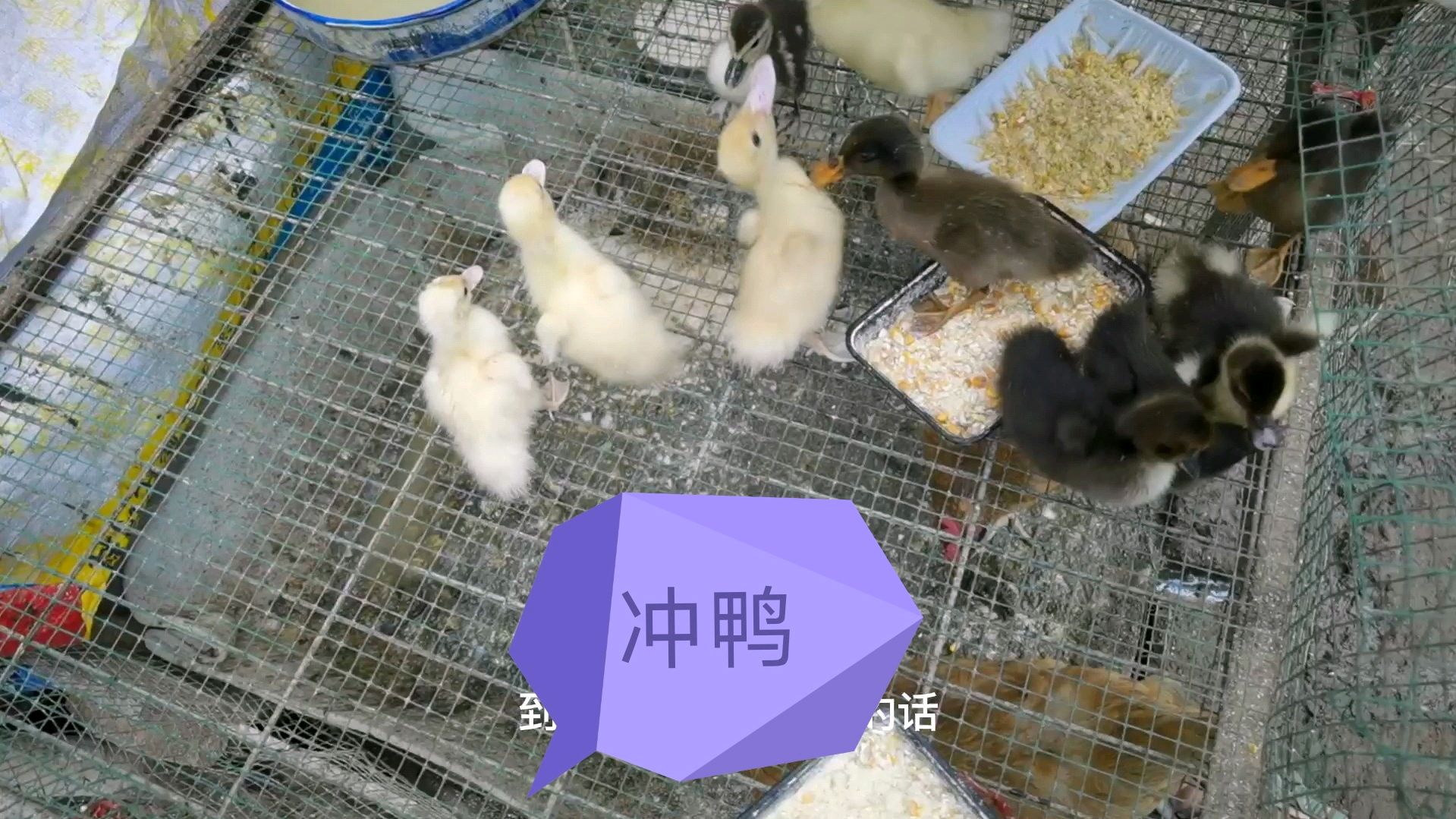 啤酒鸭成长26天打卡,1只眼睛可是是被毛粘住瞎了,每天精心饲养
