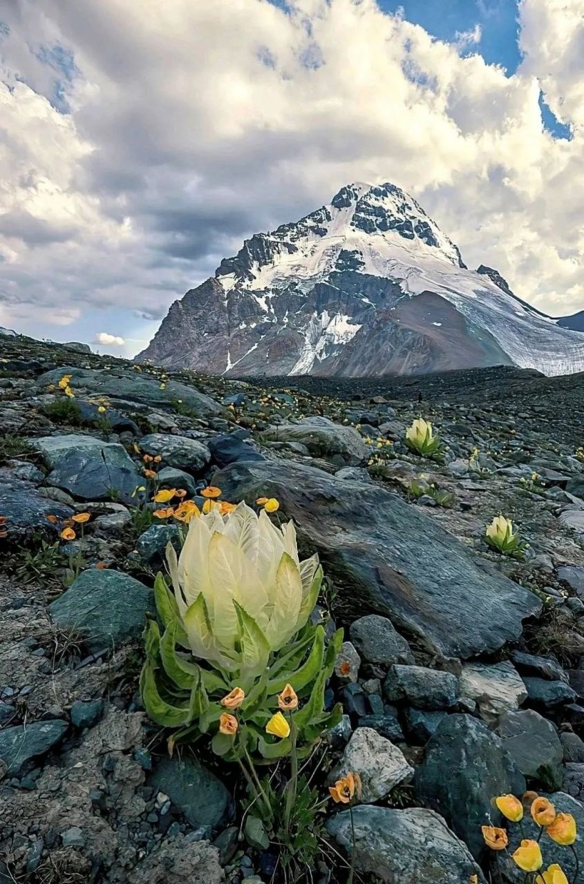 雪莲|||天山雪莲,生长在海拔五千米左右的雪山9015脚下,每五年
