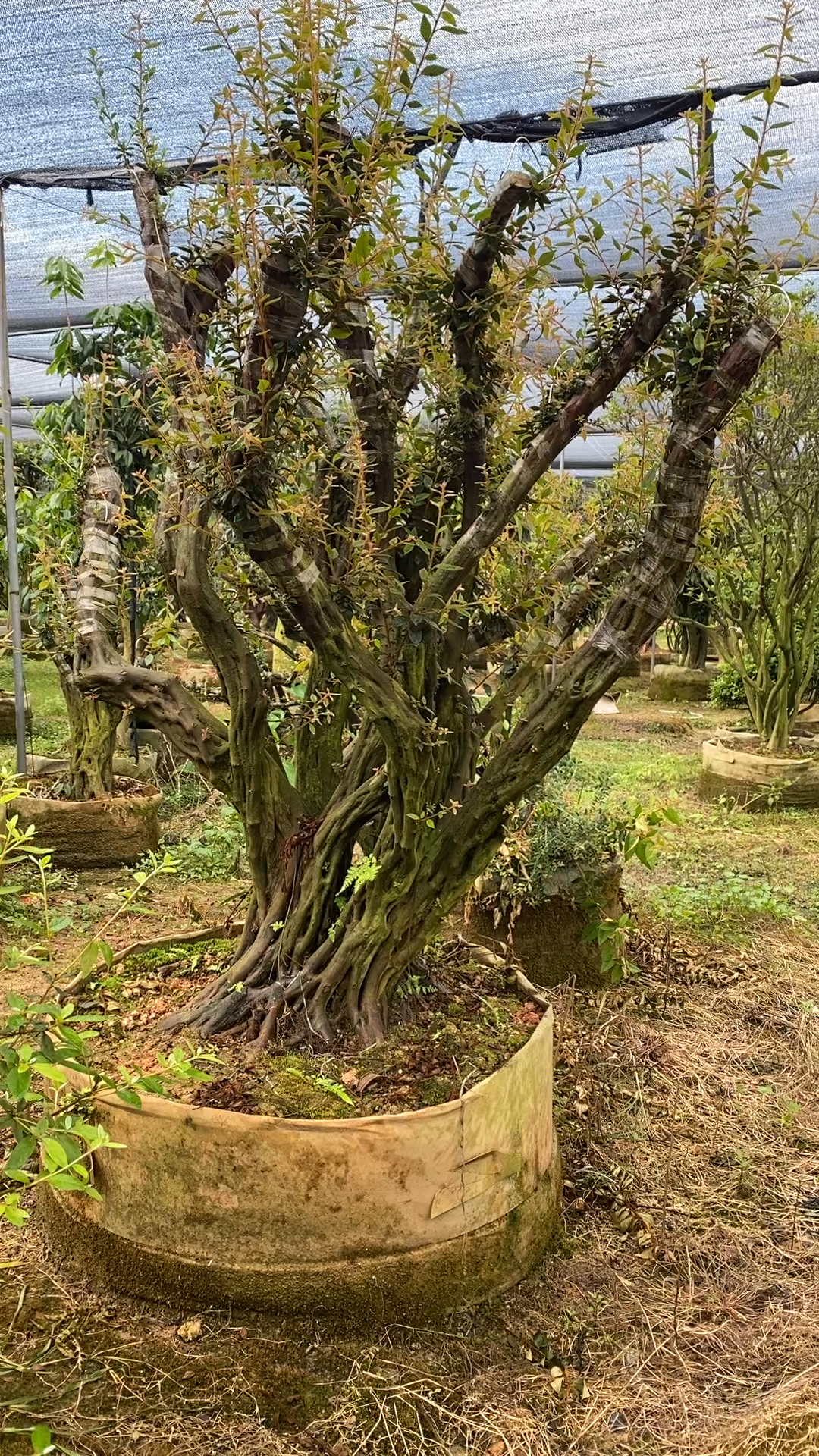 古桩紫花杜鹃,树干苍老好看