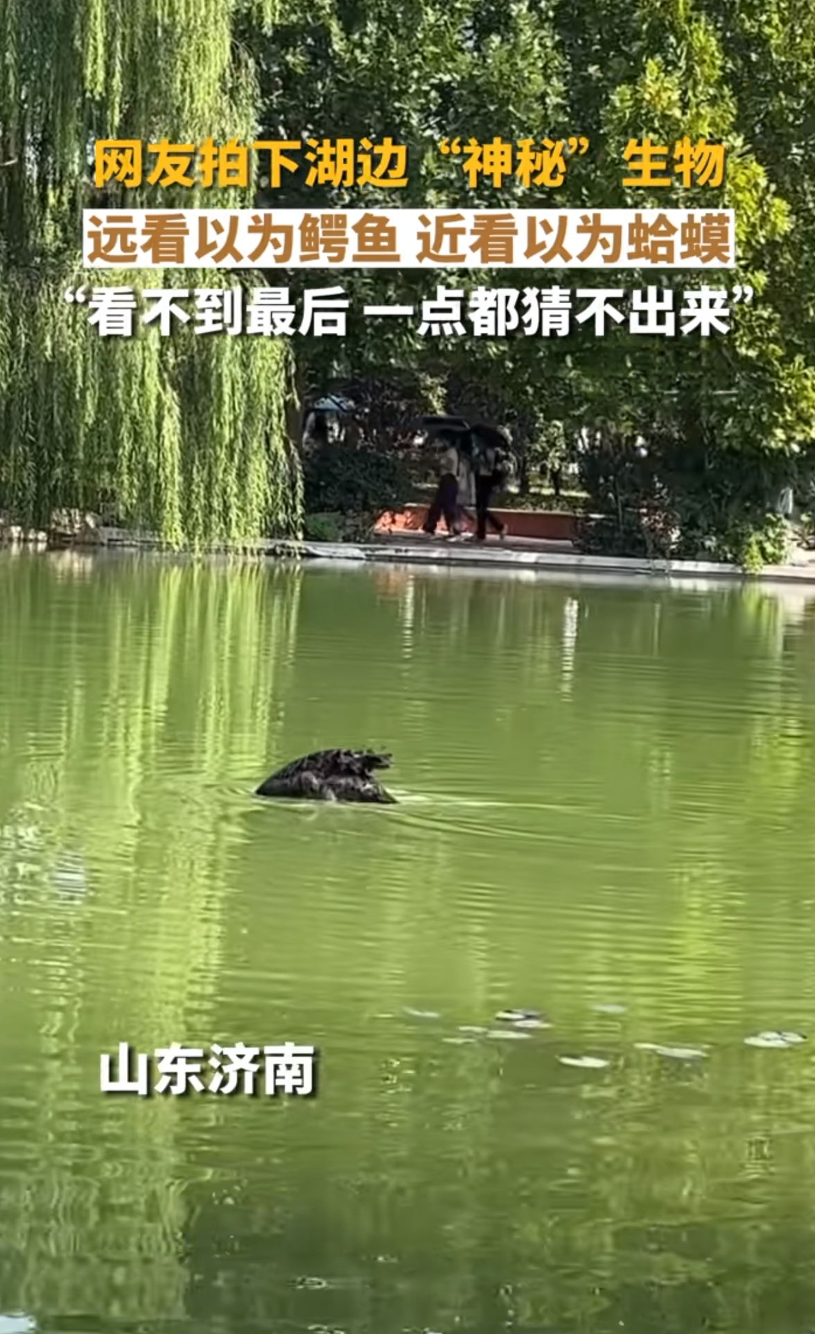 鳄鱼结果一抬头又像是一个癞蛤蟆最后谜底揭晓竟然是头伸到水里