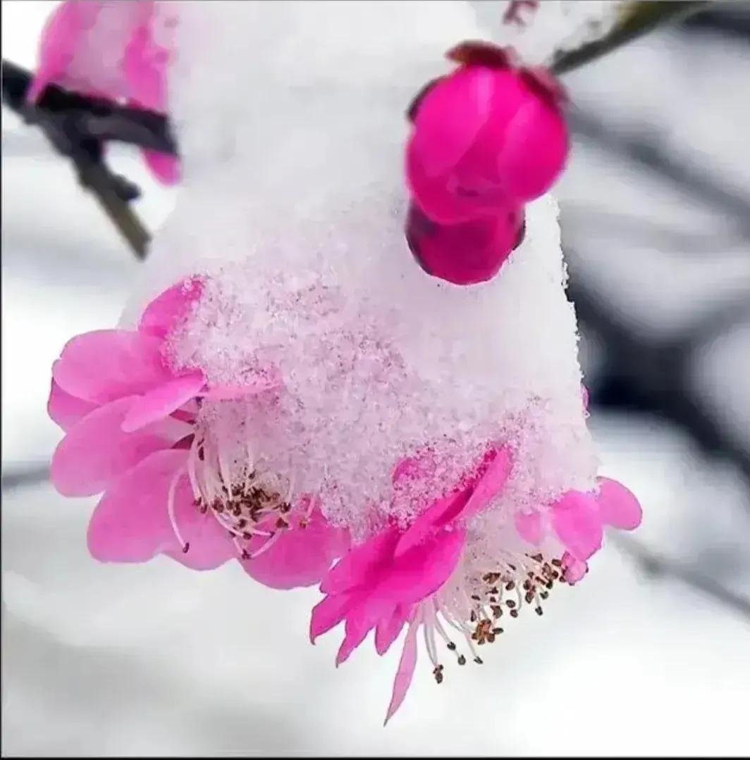 分享图片—雪中红梅