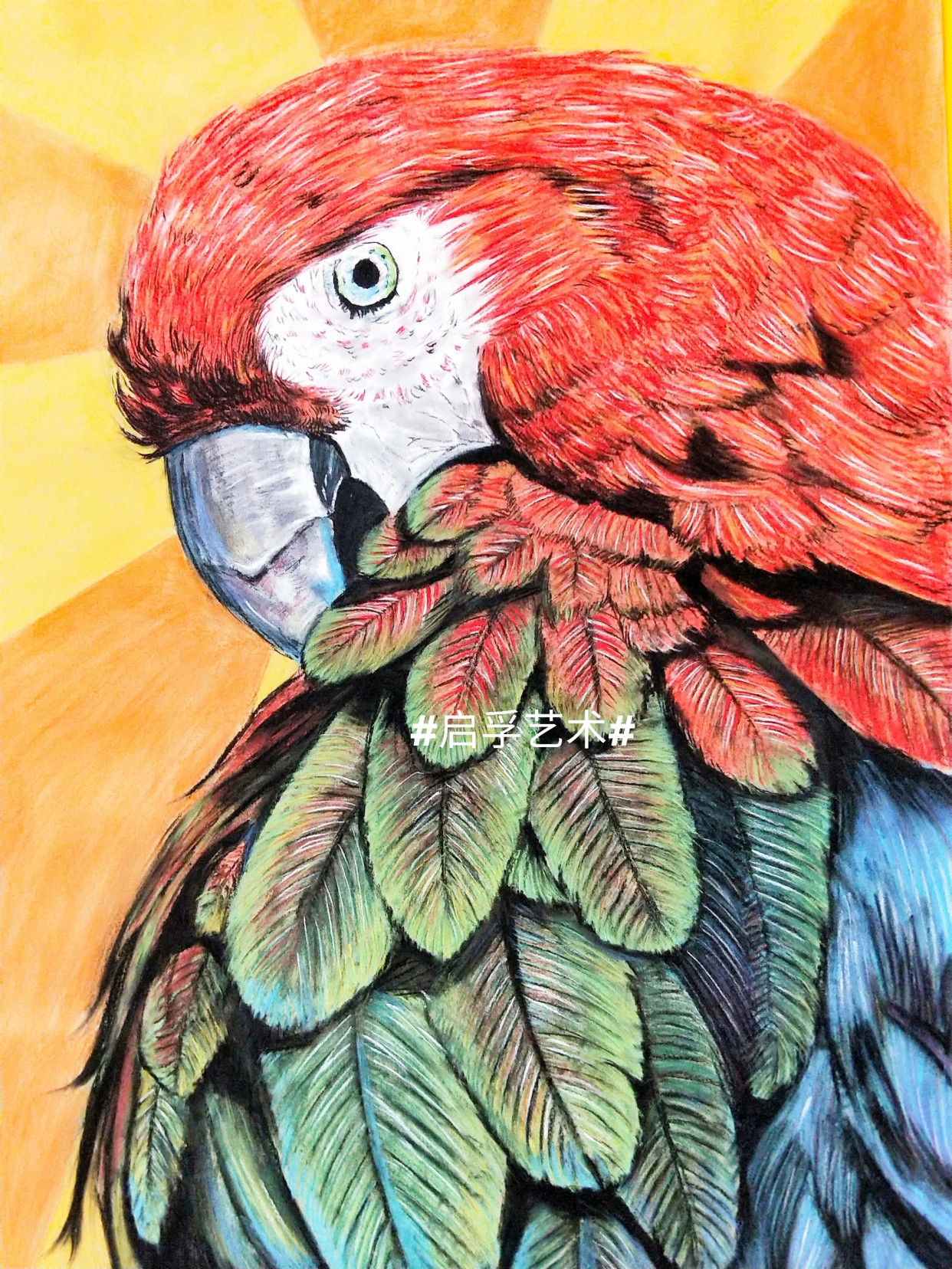 全开鹦鹉粉笔画