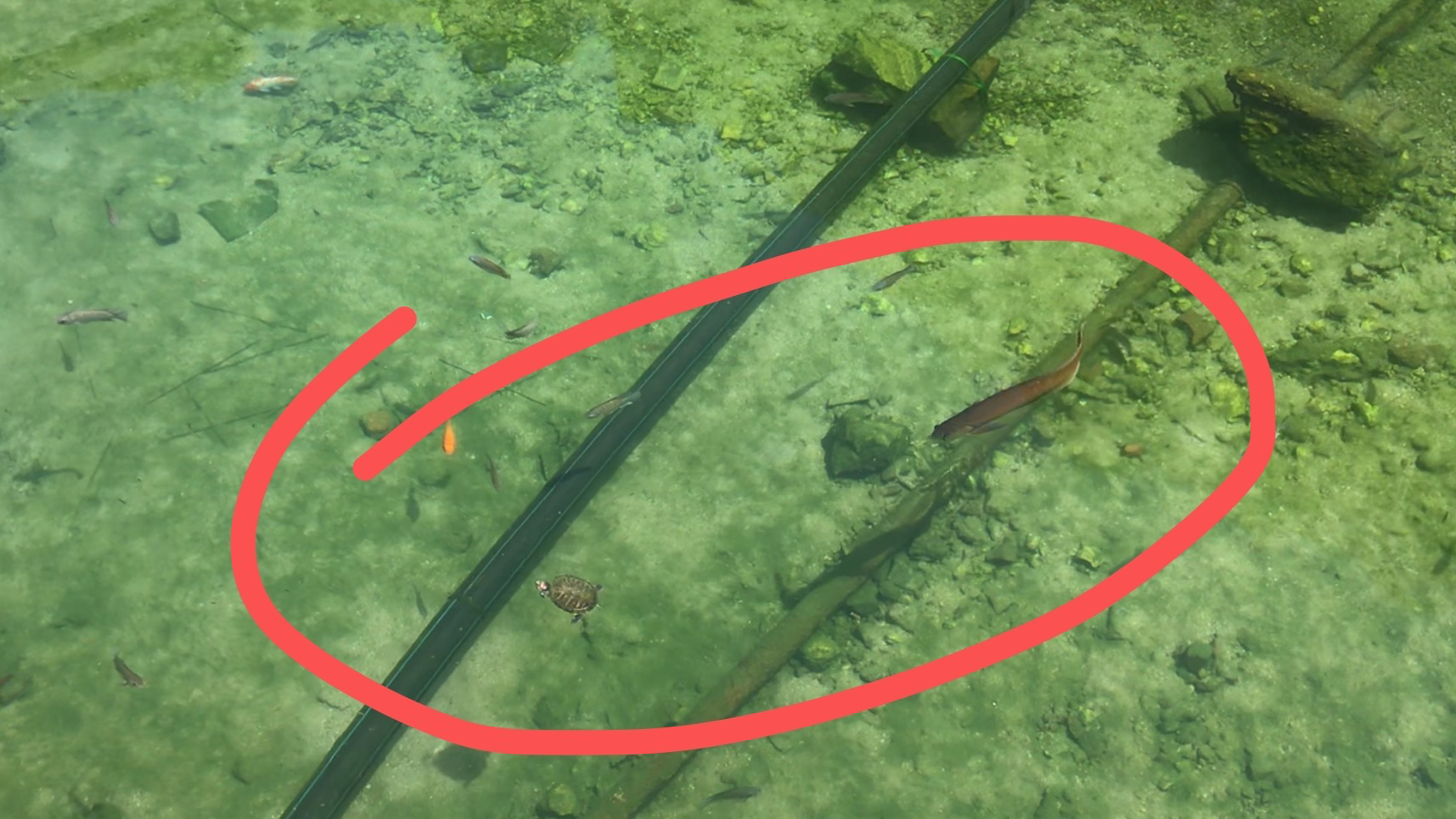 广东深山千年古寺发现一条龙鱼,这是名贵品种?