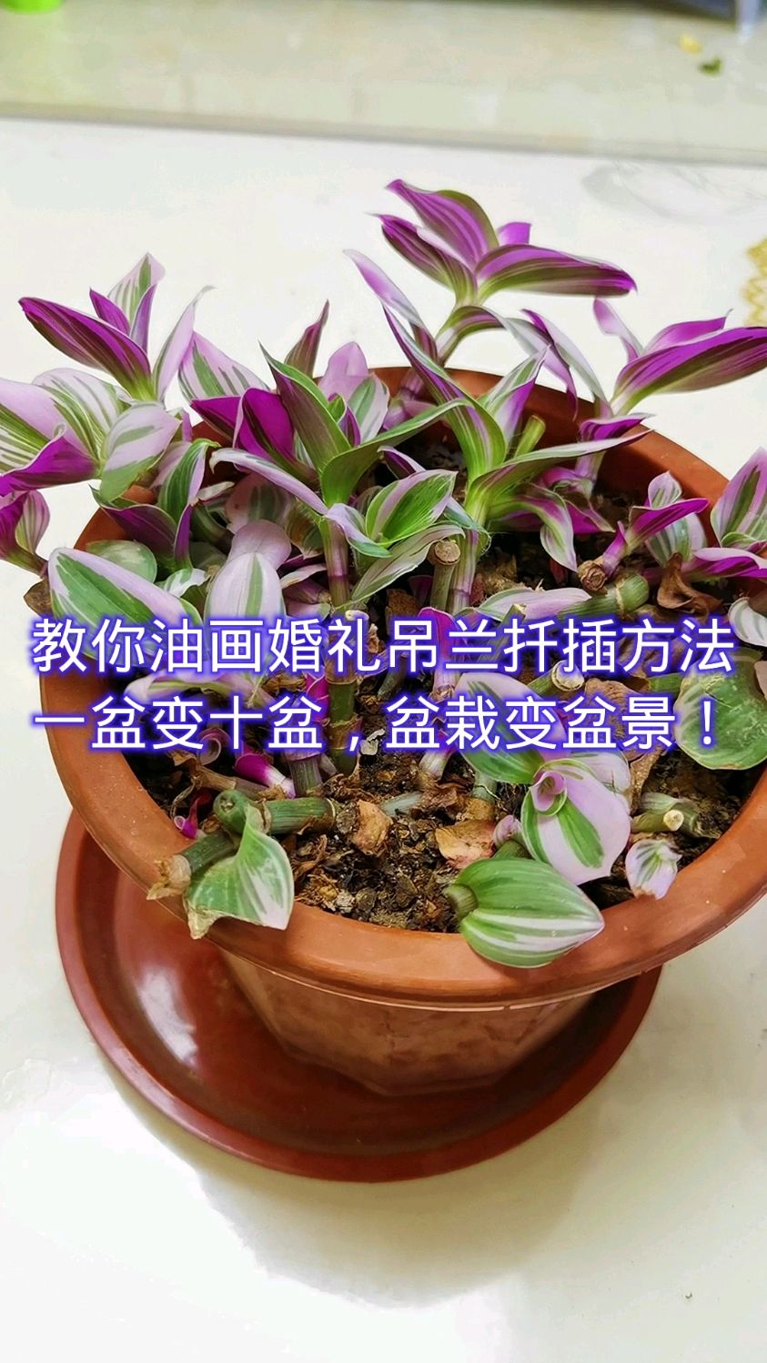 教你油画婚礼吊兰扦插方法一盆变十盆盆栽变盆景