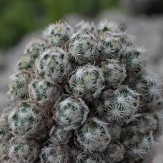 十大最贵仙人球?挑战你的钱包极限,让你大开眼界!