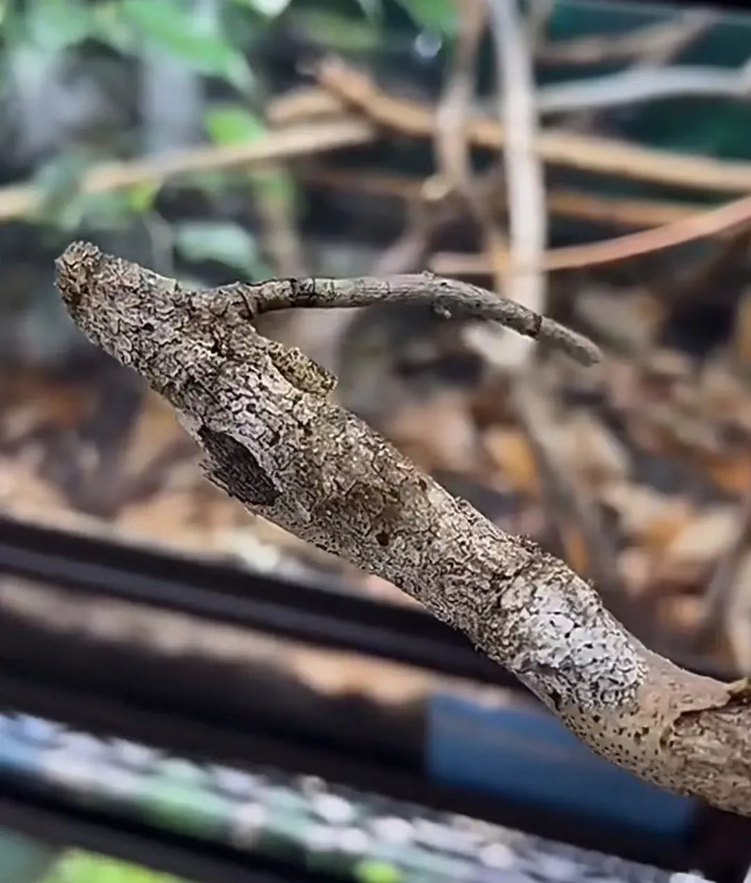 世界上最会伪装的动物,我看了好几遍才发现在哪隐藏着.