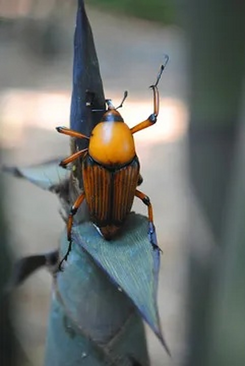 它全身很硬,脚上的刺刺人很痛,它在竹笋上享受美食时,我们从它背后