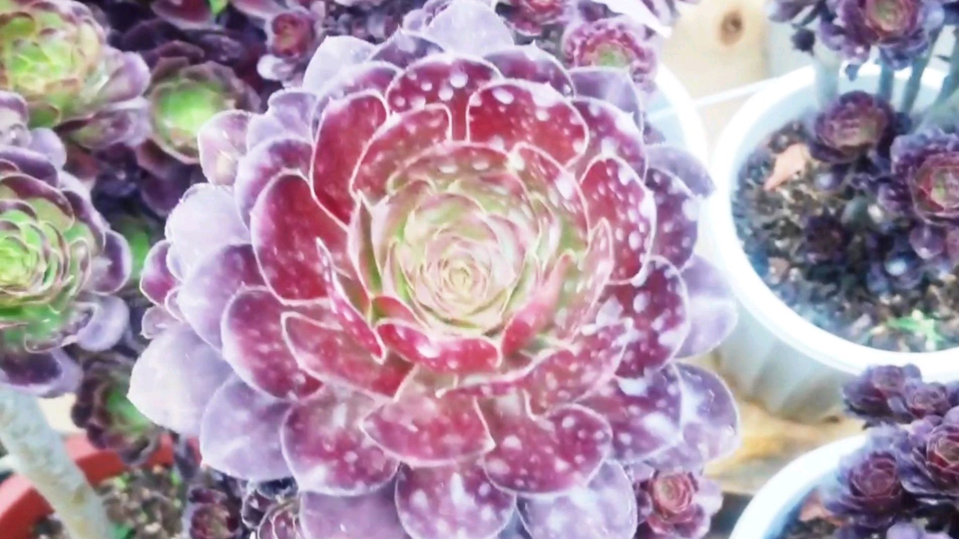云南多肉植物荷兰玫瑰圆叶法师养护方法