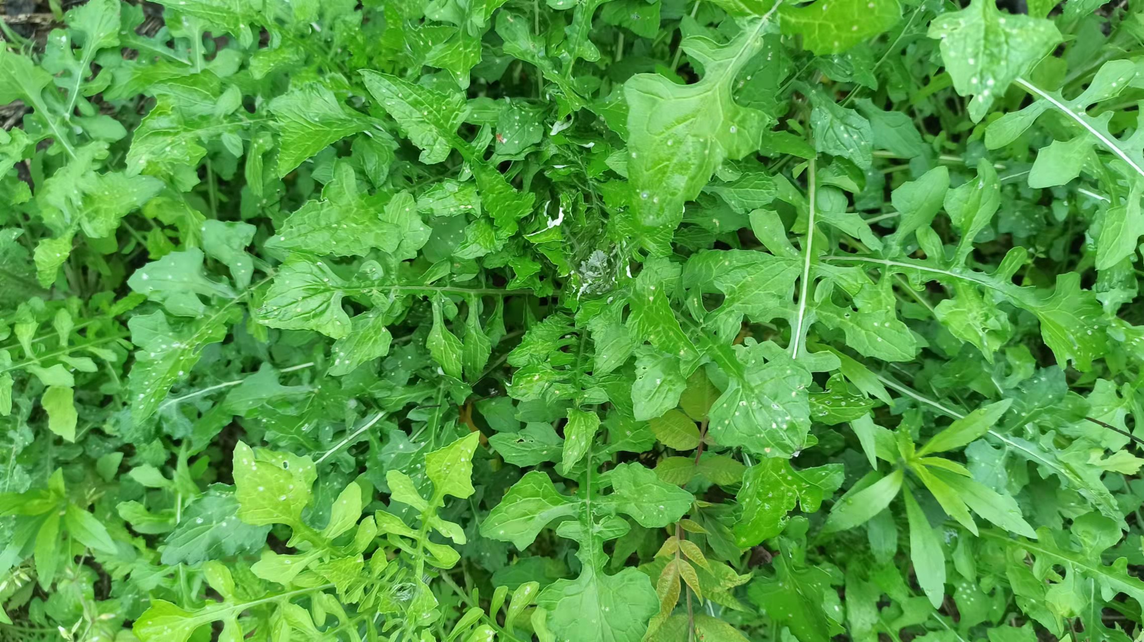 泥胡菜又叫剪刀菜即是野菜又是中草药,你们吃过吗?