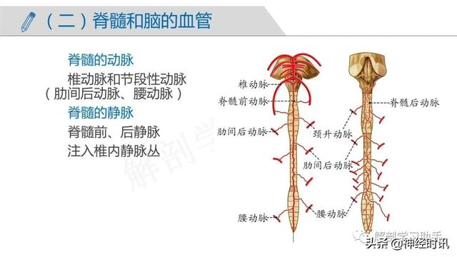 端脑