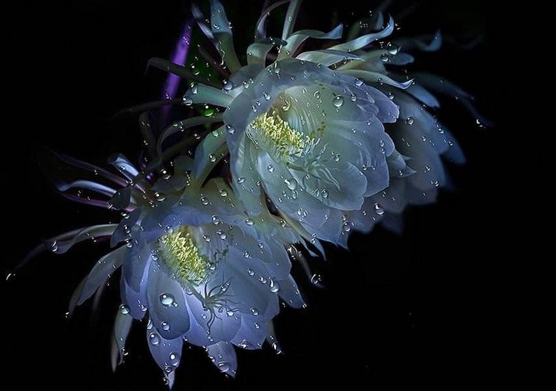 昙花一现:夜晚盛开的昙花在灯光的照耀下,闪烁着紫蓝色的光芒,炫丽
