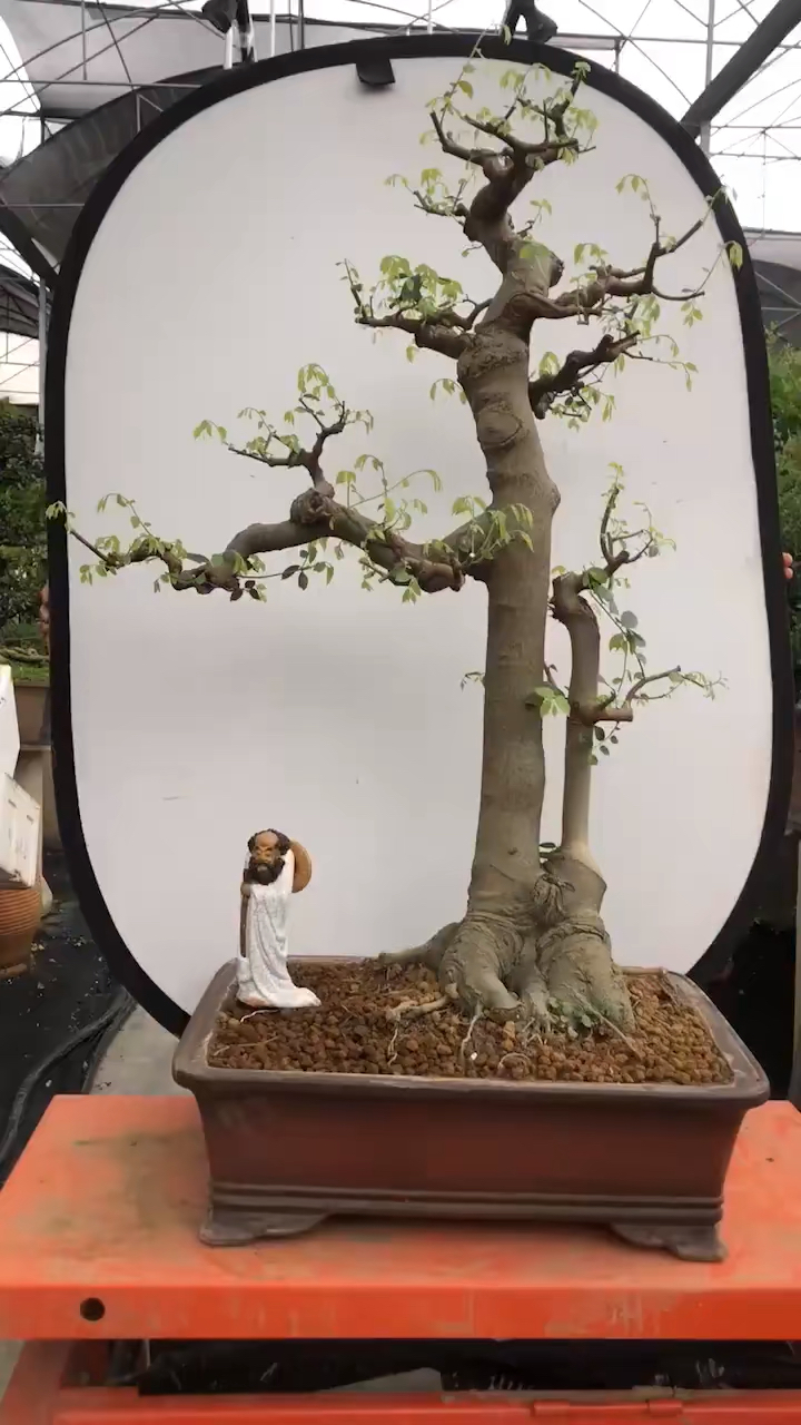 公孙朴树!岭南盆景