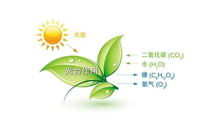 植物吸收氧气呼出二氧化碳正确吗