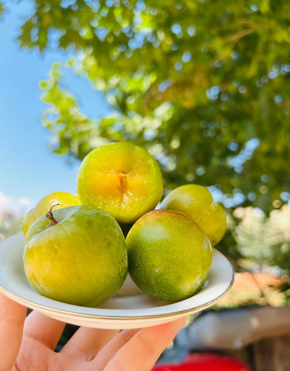 来自云南大理的青蜜李,这种水果看起来很可爱,椭圆形的果实外皮呈现出