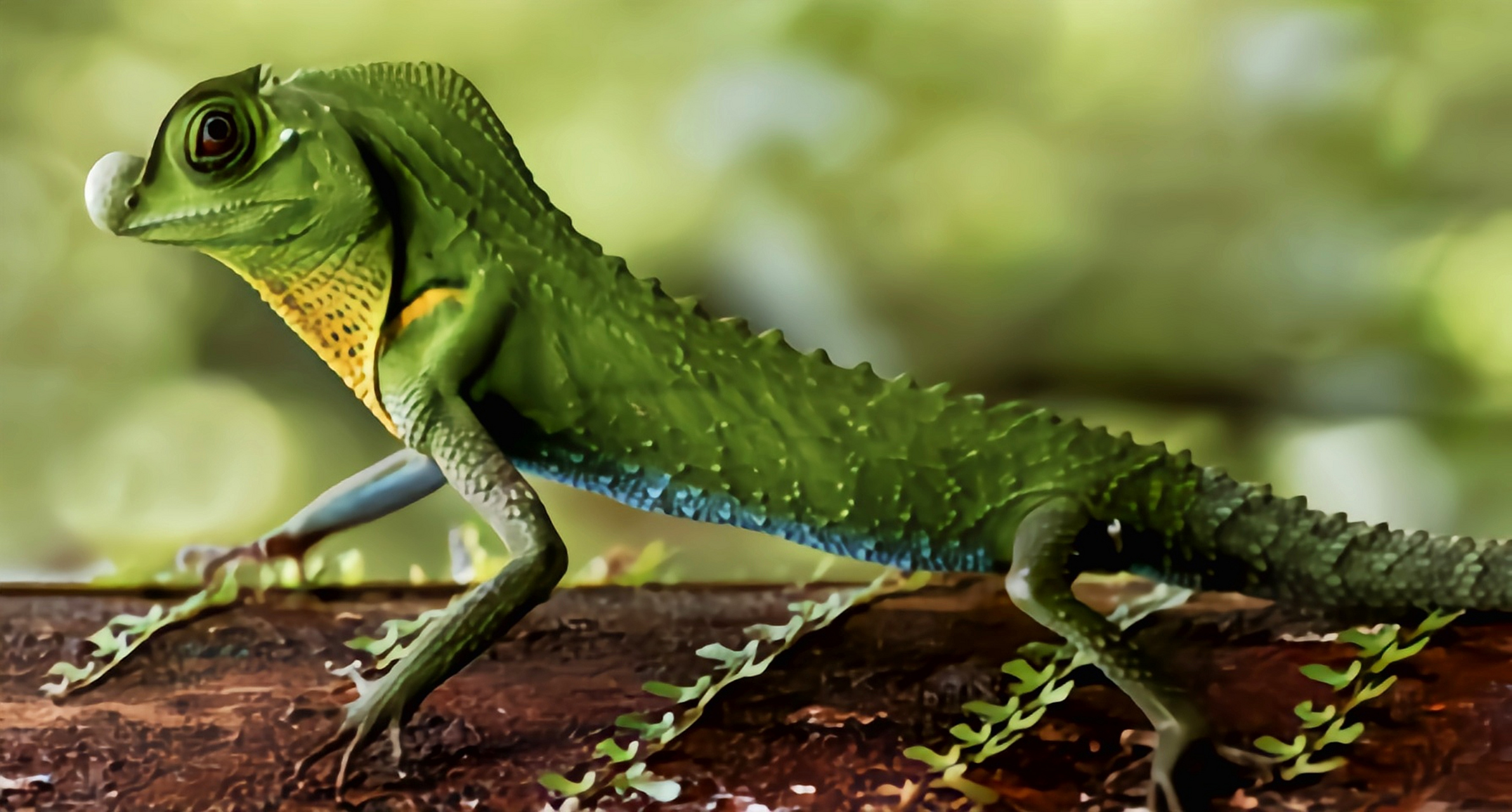 每天认识一种动物——琴头蜥 琴头蜥是斯里兰卡特有物种濒临灭绝.