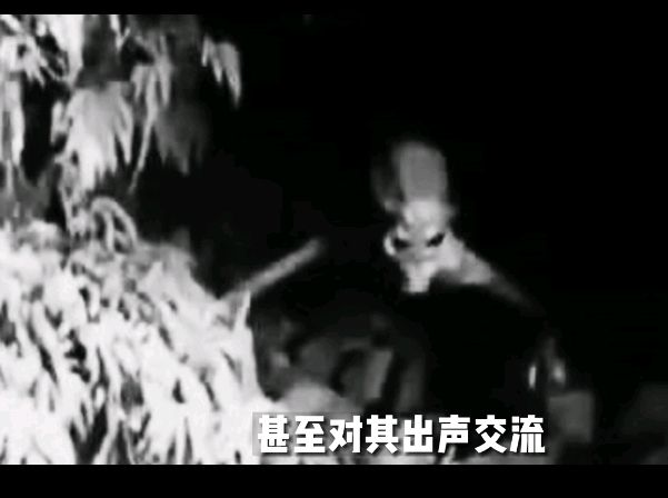 多佛恶魔(泽西恶魔)-第2张图片-鲸幼网