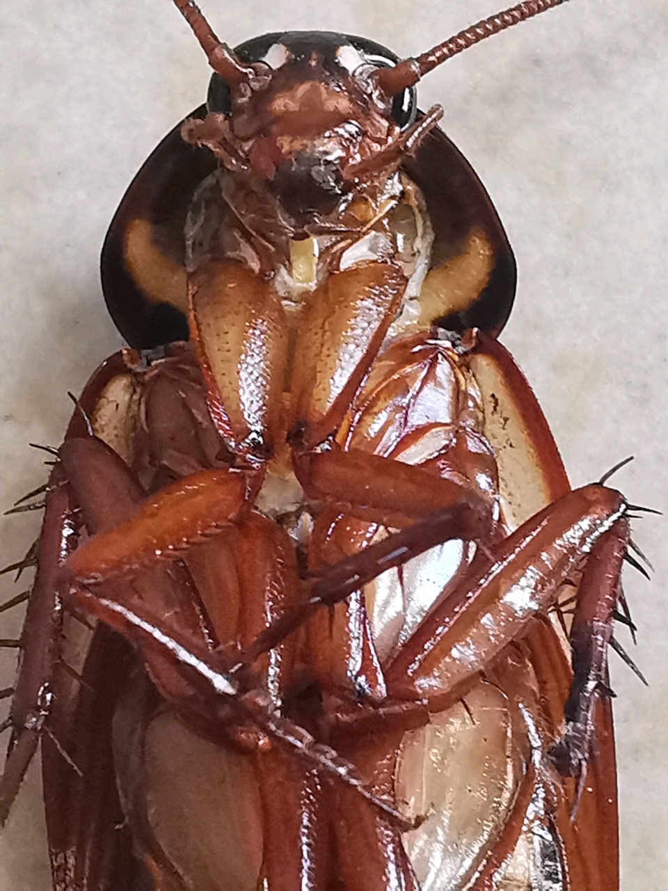 蟑螂翻身不死也废,近日,一早起来发现地上有一只蟑螂,面朝天背在后