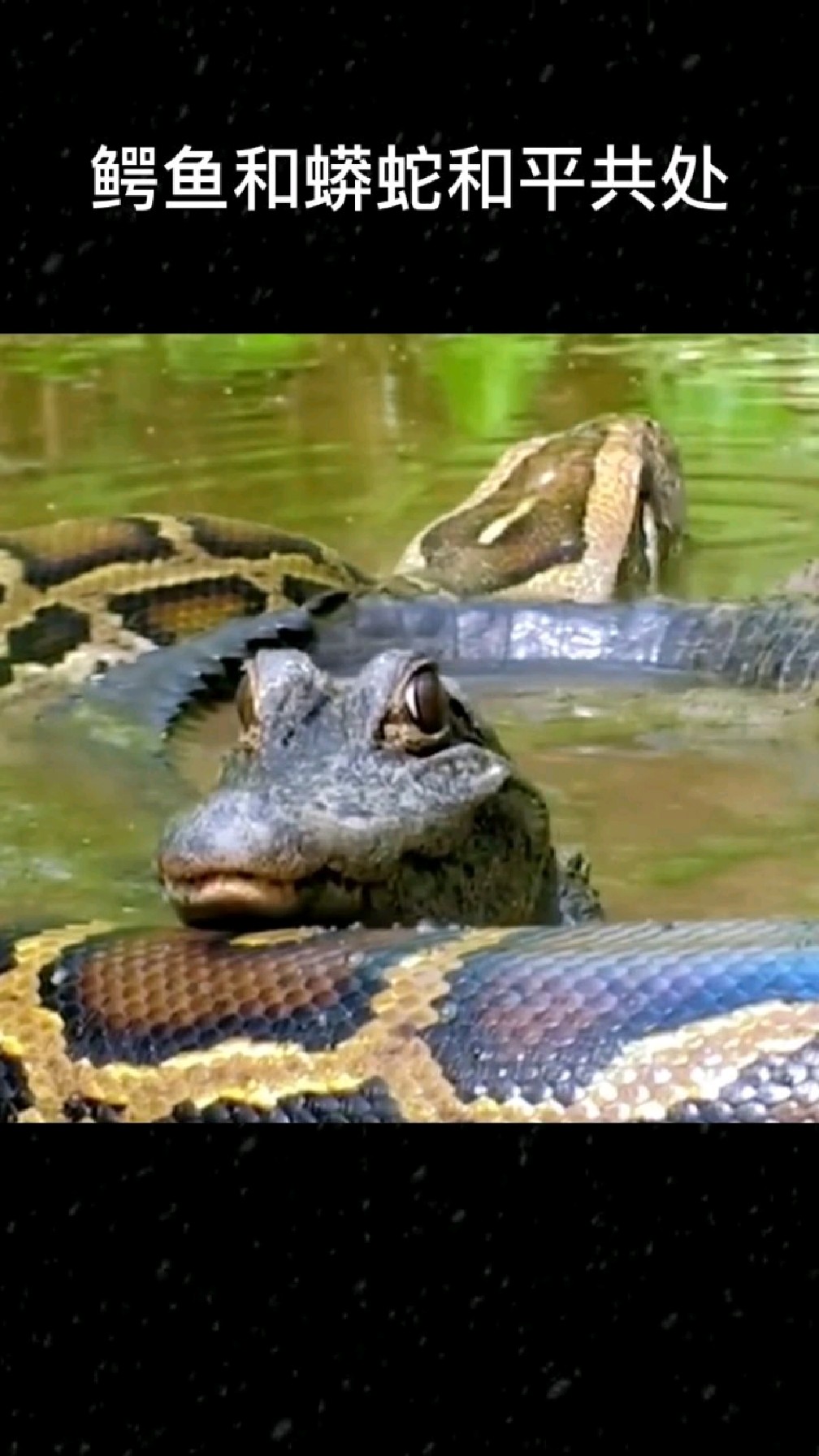 鳄鱼和蟒蛇和睦相处