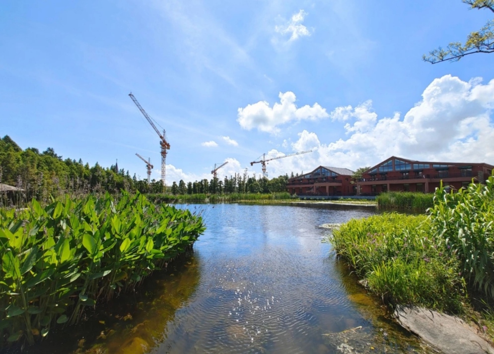 上海崇明长兴岛湿地公园桃源般的美景