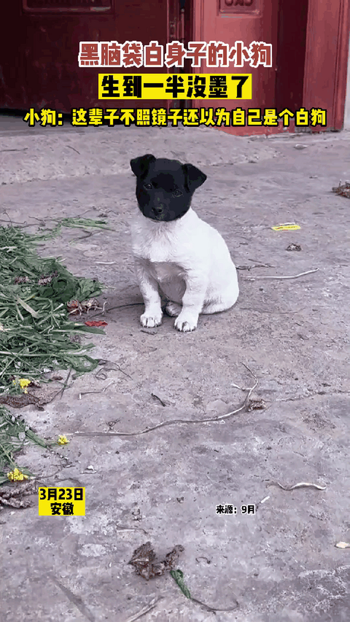黑脑袋白身子的小狗,网友:这是生到一半没墨水了吗?