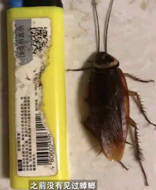 广州蟑螂个头大让人崩溃