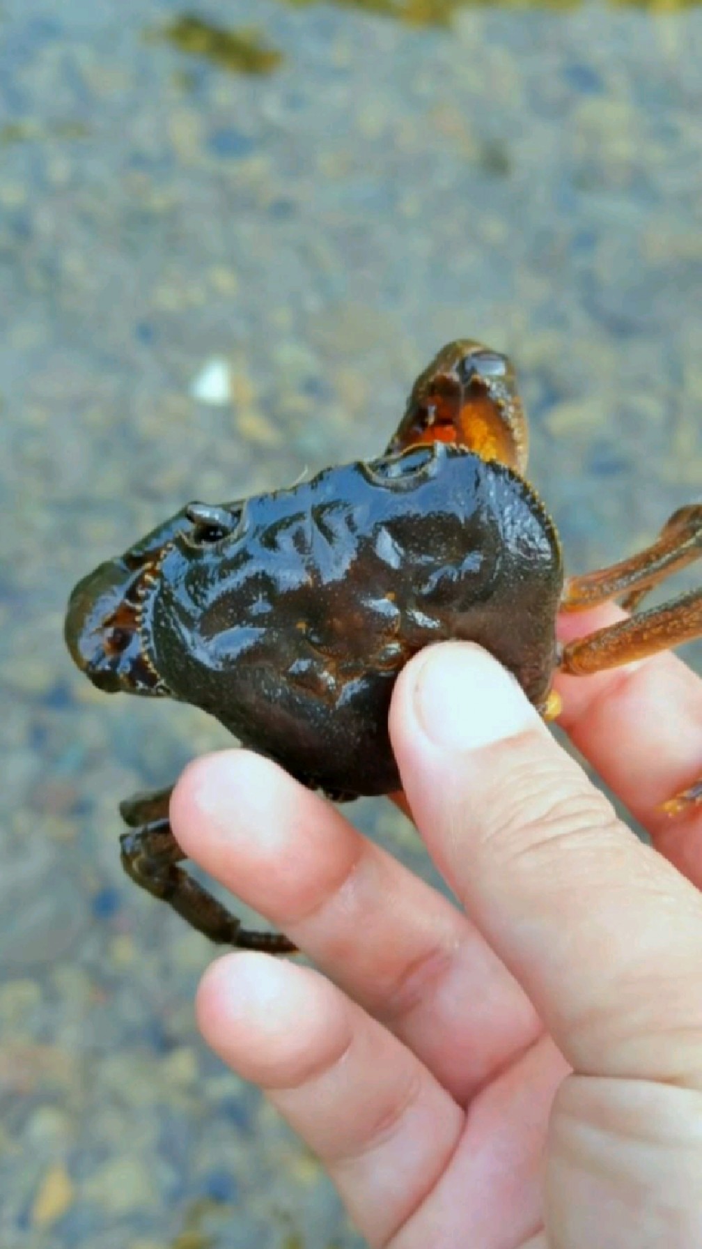 这螃蟹为什么是软体的连大钳子都是软的