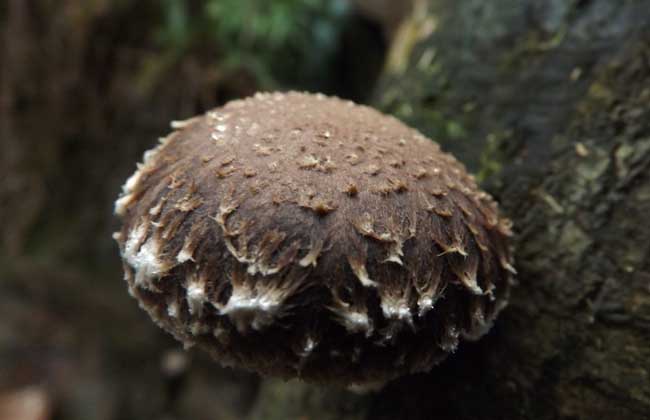 香菇·蘑菇·食材·素材·农产品·山珍·野味·菌类·野味图片