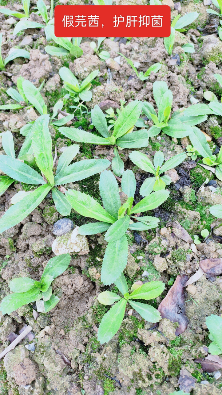 假芫茜豬骨湯很好喝.適用於上火,溼熱體質人喝.圖二是紅艾,活血散瘀.