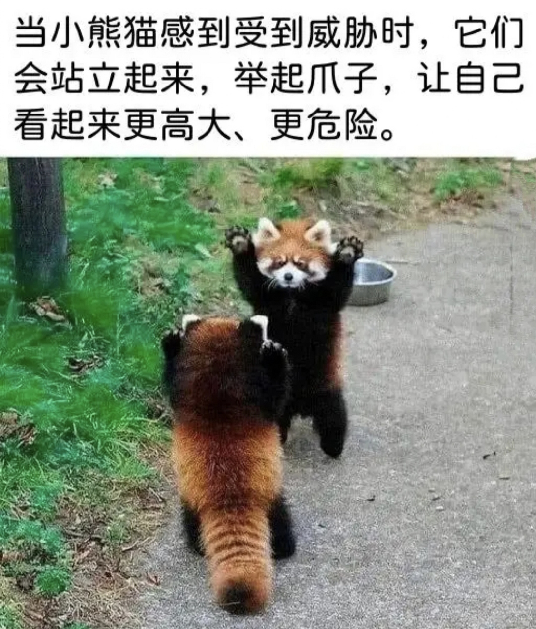 小熊猫举手投降图片