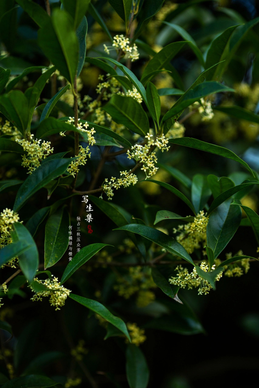 十月桂花集#秋天# #美景