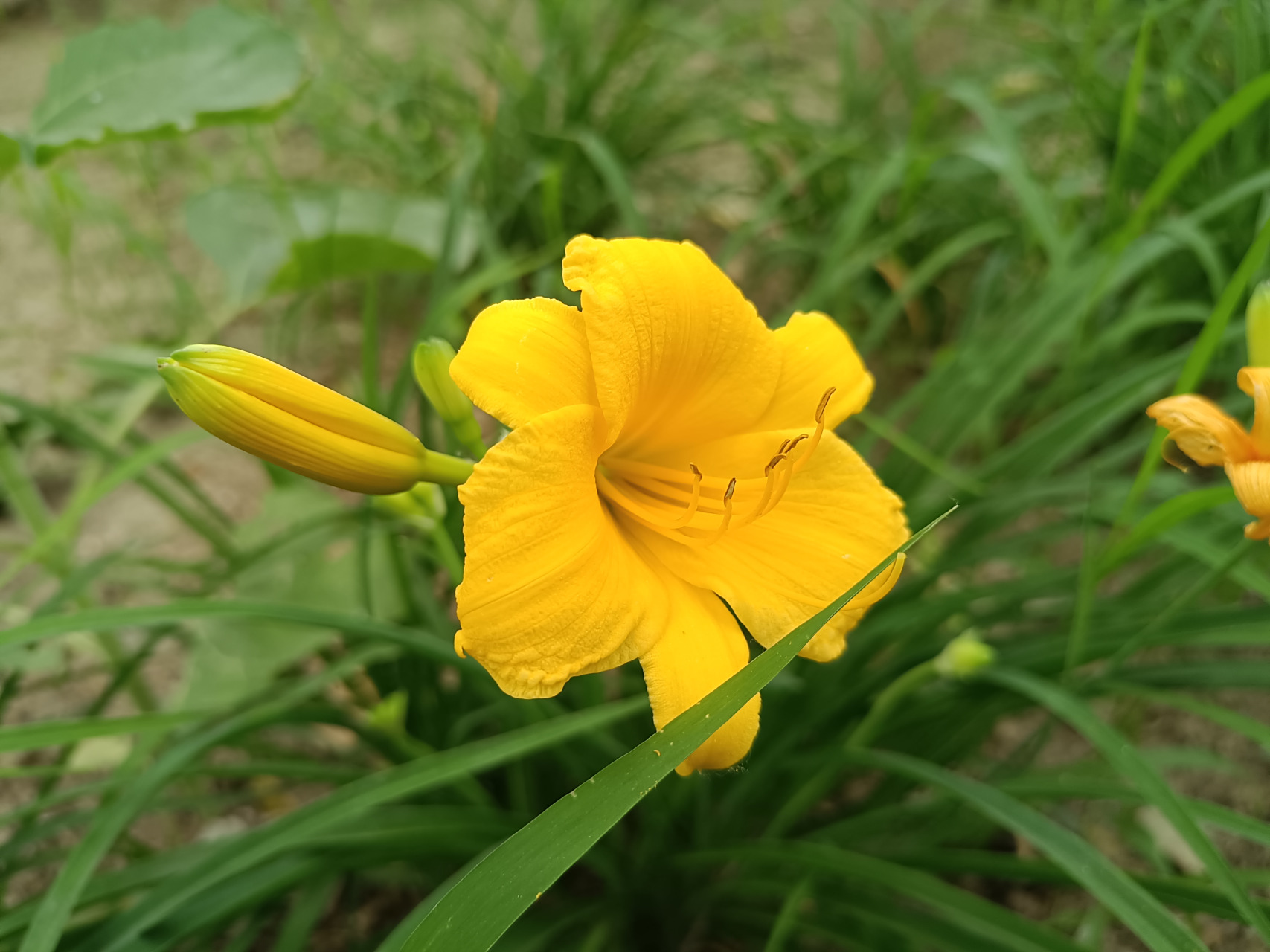 谁言寸草心,报得三春晖