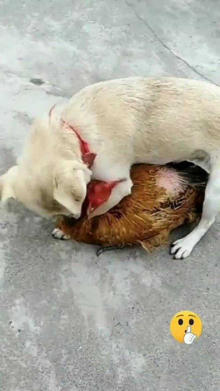 第一次见这么强势的狗子,明目张胆的欺负鸡!