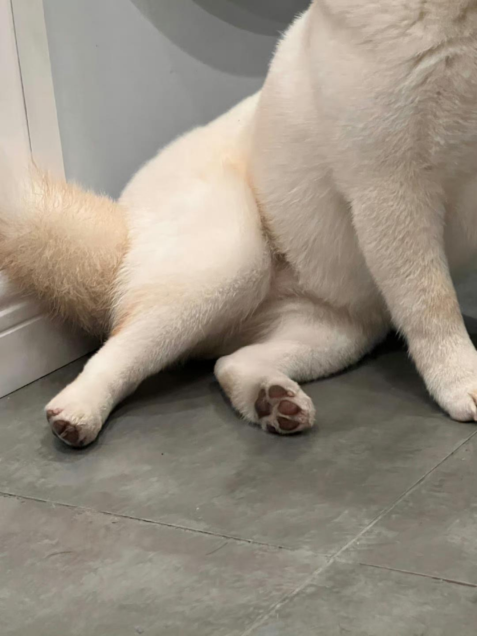 谁说狗狗的坐姿不能优雅的,看看我家小狗